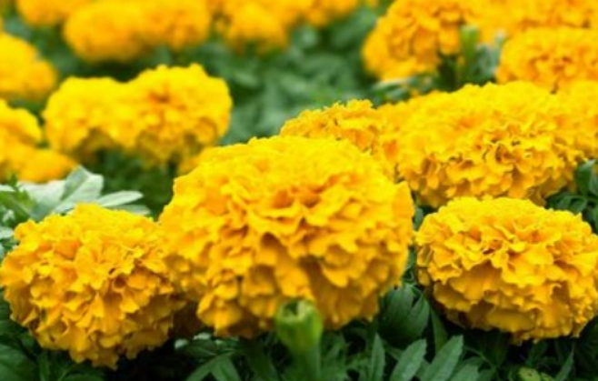 a71a2172e277539b8beacee1b9e0d8bc_43b6f94947f2fa9bc73d74770e54fe9f_8957